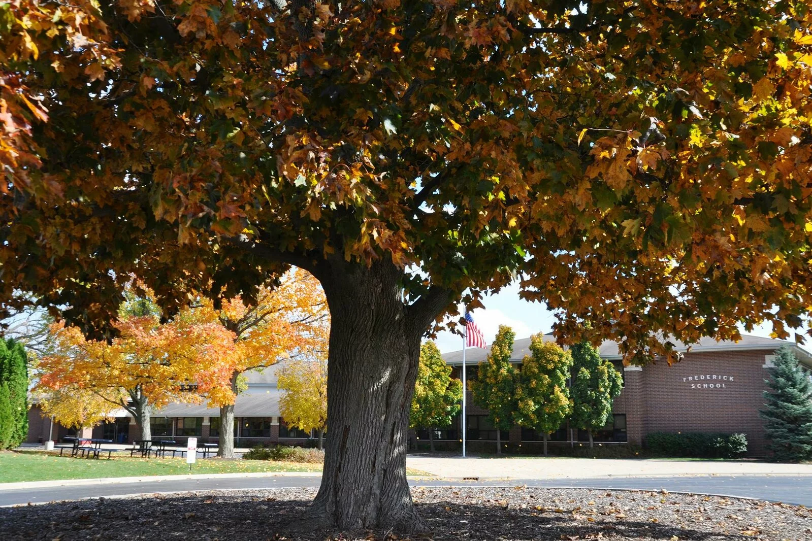 Autumn in Grayslake - tree in front of the District Office